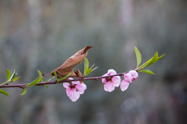 عکس شکوفه و برگ خشکیده - بهار